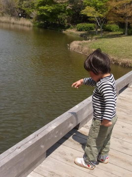 佐鳴湖公園の桜