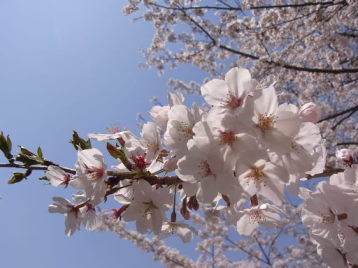 佐鳴湖公園の桜