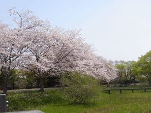 佐鳴湖公園の桜
