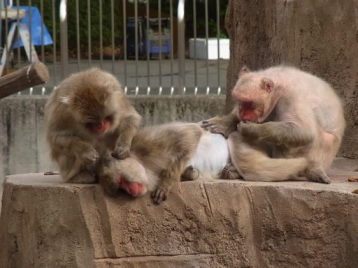 毎年恒例！のんほいパークへ