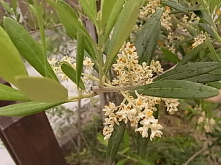 初夏のお花の植え替え