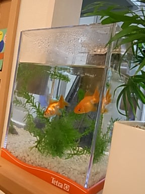 新しい家族が増えました♪