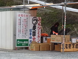 みかんを買いに、三ケ日へ♪