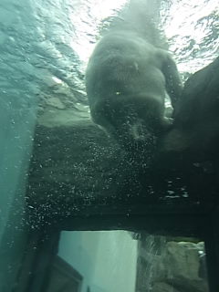 日本平動物園へＧＯ！