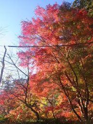 小国神社の紅葉☆
