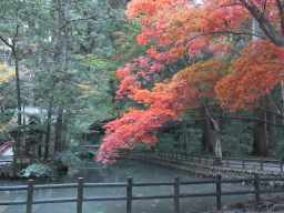 小国神社の紅葉☆