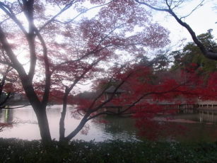 岡崎東公園の紅葉☆