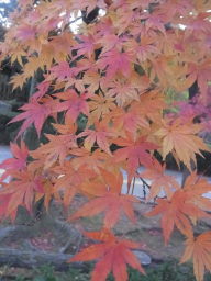 岡崎東公園の紅葉☆