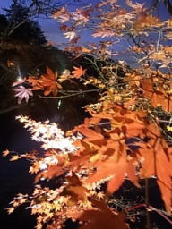 岡崎東公園の紅葉☆