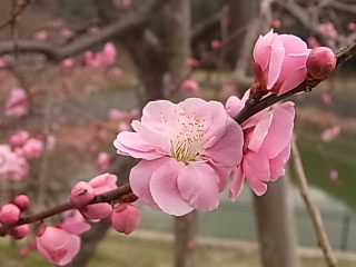 春よ恋まつりinエコパへ行ってきました②