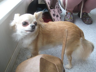 師匠と愛犬
