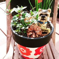 【お家菜園】虫が苦手な方、手入れがメンドクサイ方でも出来るお洒落なキッチンガーデン体験