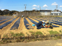 ニンニクの植え付け 2012/10/09 13:46:31