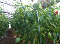 旨しっ！！ 2012/10/12 13:49:50