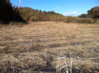 耕作放棄地を救え！　レンコンの巻　その1 2012/12/24 12:50:20