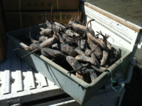 耕作放棄地を救え！　レンコンの巻　その3 2013/04/08 20:05:54