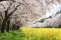 16'桜ドライブ♪ 桜を追っかけ東北まで行っちゃった♪の巻❷