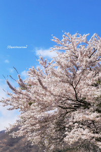 16'桜ドライブ♪  桜を追っかけ東北まで行っちゃったの巻