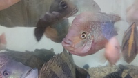 こえ～顔 2016/04/21 20:01:01