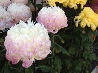 菊。