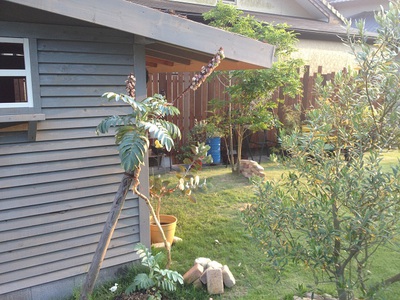 garden。