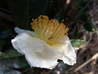 お茶の花♪