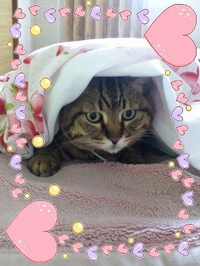 ねこブーム