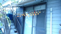 またまた干し柿(^_^)