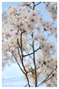 桜淵公園 2013/03/31 07:25:44
