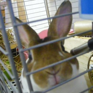 チューするならどっち？