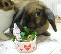 Rosy4歳ヽ(^◇^*)/ ﾜｰｲ 2012/11/12 19:30:27