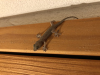 またヤモリ 2021/02/23 20:48:48