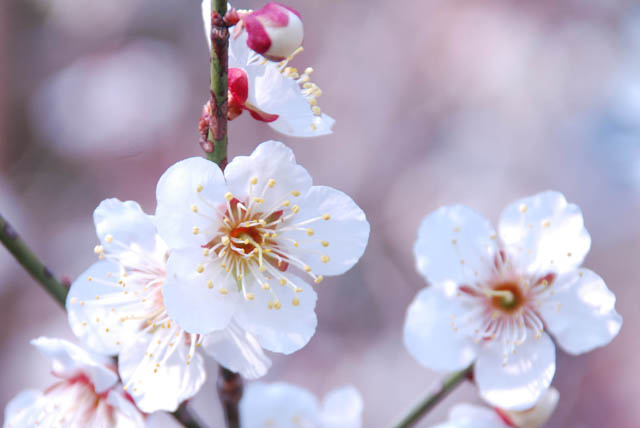梅の花