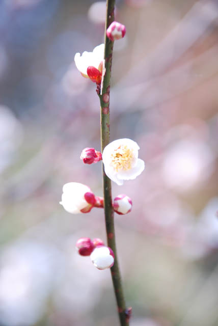 梅の花
