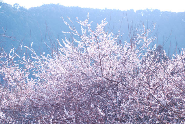 梅の花