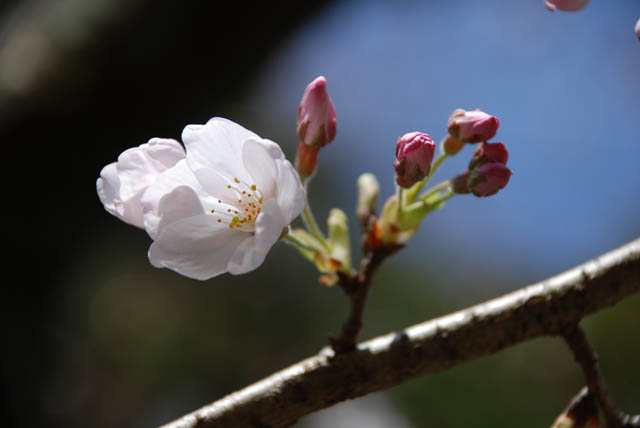 桜咲く