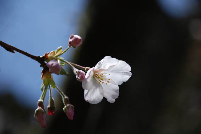 桜咲く