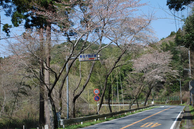 桜咲く