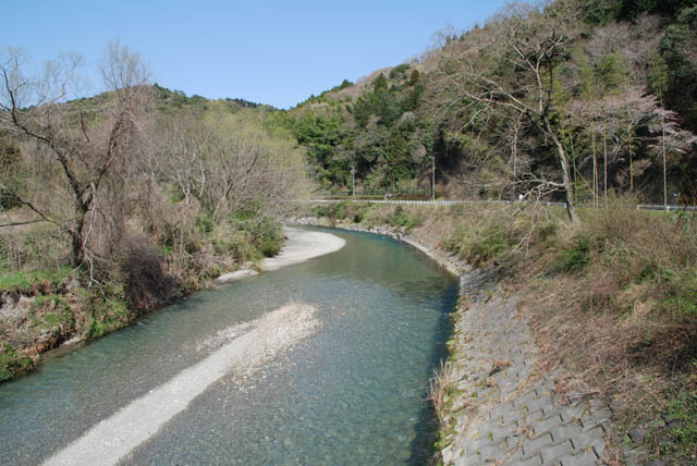 桜咲く