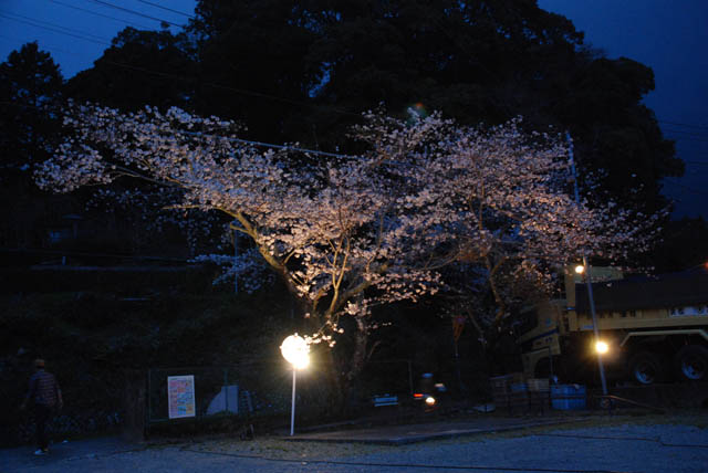 お花見