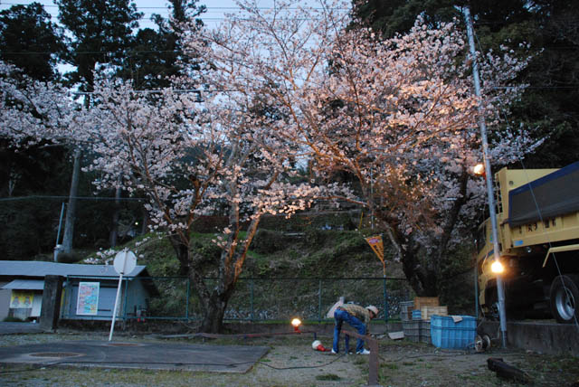 お花見