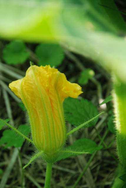 カボチャの花
