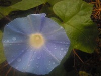 久しぶりの雨で 2010/09/10 08:03:23