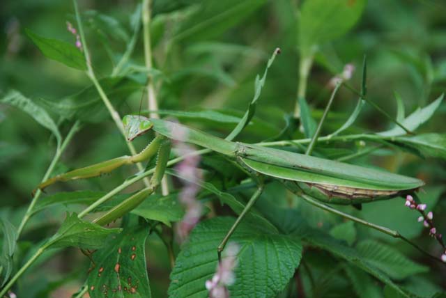 カマキリを見掛けたので