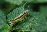 カマキリを見掛けたので 2010/11/09 19:18:20