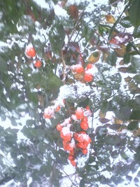 積雪 2011/01/16 18:17:01