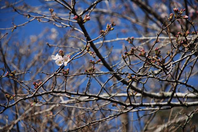 桜のつぼみ