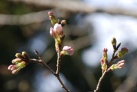 桜のつぼみ 2011/04/18 12:29:55