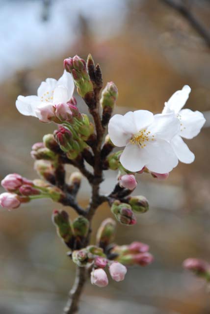ミズナの花