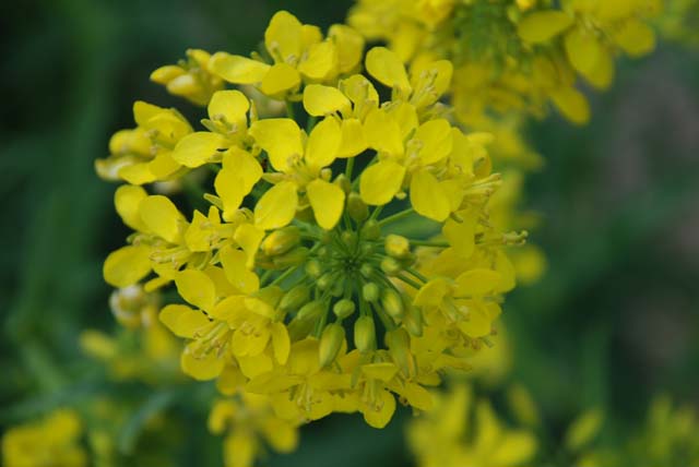 ミズナの花